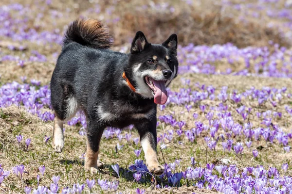 クロッカスフィールド上のかわいい芝犬犬 — ストック写真