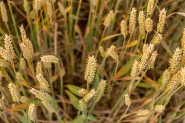 yakın çekim spikelet ile buğday sarı güzel alan