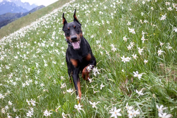 Genç siyah doberman dağlarda köpek besliyor. — Stok fotoğraf