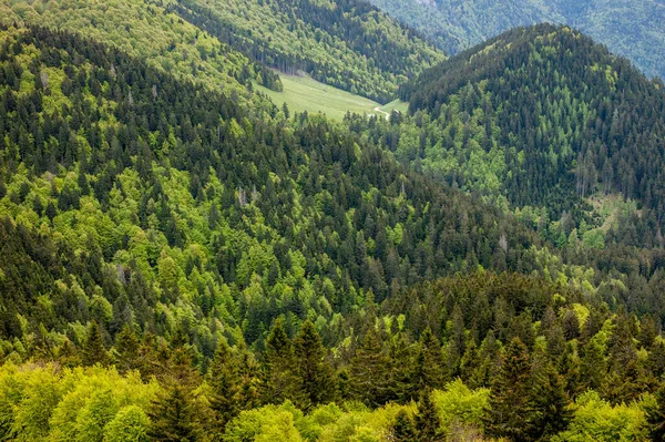 Холмы, покрытые зеленой травой и лесом — стоковое фото