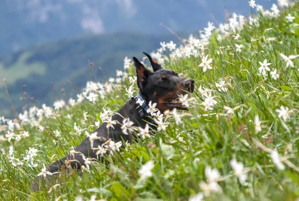 年轻的黑斗牛犬在山上爬行 — 图库照片