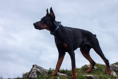 Genç siyah doberman dağlarda köpek besliyor.