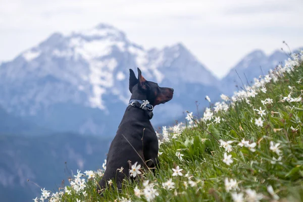 Genç siyah doberman dağlarda köpek besliyor. — Stok fotoğraf