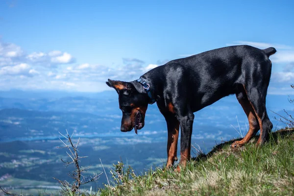 若い黒犬は山で犬のハイキングを繁殖させ — ストック写真