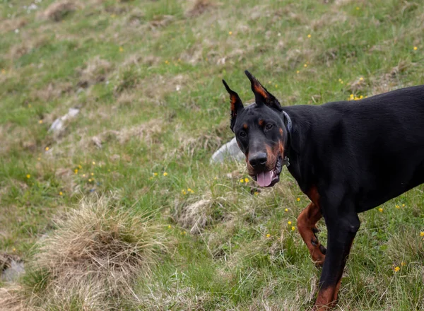 Genç siyah doberman dağlarda köpek besliyor. — Stok fotoğraf