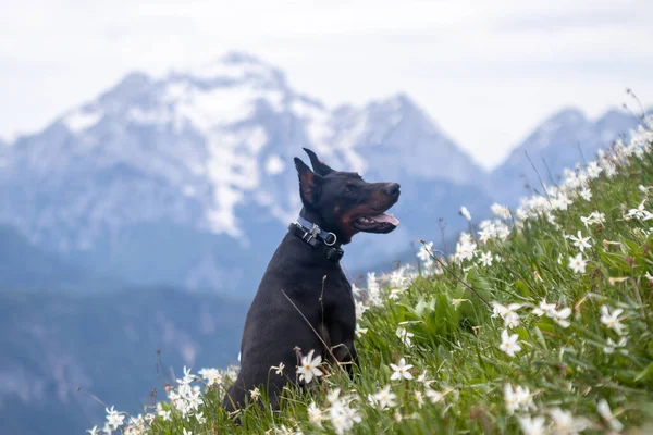 年轻的黑斗牛犬在山上爬行 — 图库照片