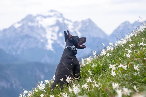 Genç siyah doberman dağlarda köpek besliyor. — Stok fotoğraf