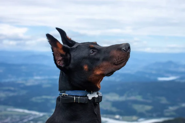 Jeune doberman noir chien de race randonnée en montagne — Photo