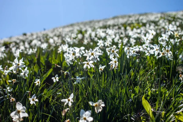 야생 흰색 수선화가 있는 밭 — 스톡 사진