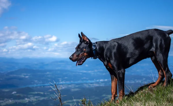 Młody czarny doberman rasy pies wędrówki w górach — Zdjęcie stockowe