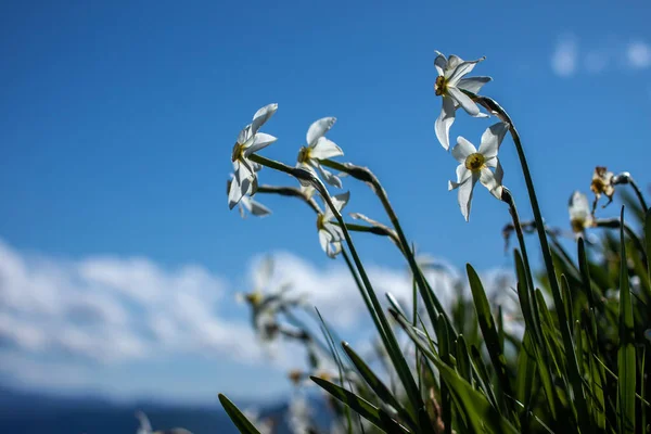 Campo con narciso bianco selvatico — Foto Stock