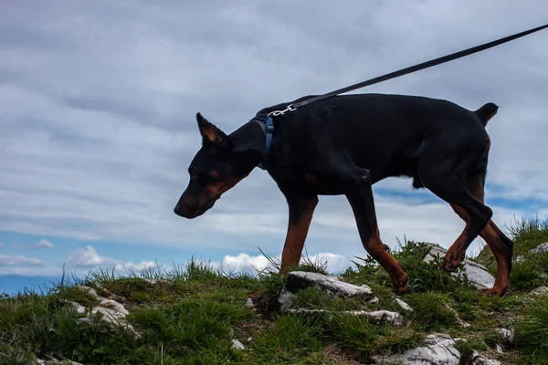 年轻的黑斗牛犬在山上爬行 — 图库照片