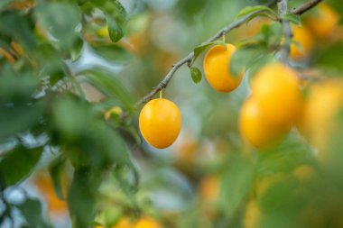 parlak sarı kiraz erikleri meyveli yüksek tahıllı fotoğraf