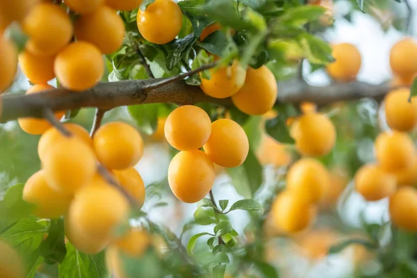 Ciliegie giallo brillante frutti di prugne foto ad alto grano — Foto Stock