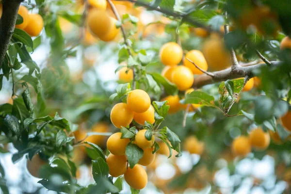 Ciliegie giallo brillante frutti di prugne foto ad alto grano — Foto Stock