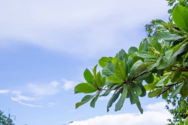 Yeşil ağaç tepeleri ve mavi gökyüzü