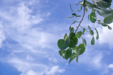 Kalp şeklinde yapraklar, parlak mavi gökyüzü.