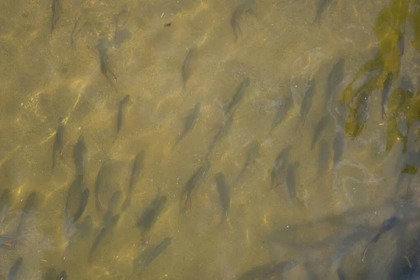 Viele Fische Klaren Fluss — Stockfoto