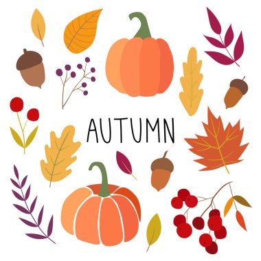 Sonbahar seti. Vektör sonbahar çizimi. Sonbahar havası. Basit düz çizgi film tarzı. El yapımı balkabakları, meşe palamutları, yapraklar ve böğürtlen. Her resim izole edilmiş.. 