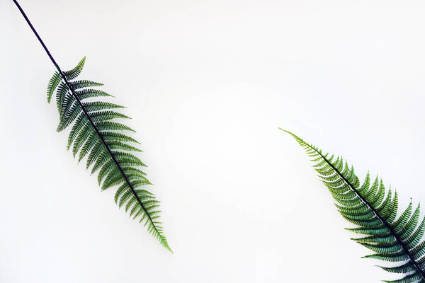 Fern leaves laid out on a white background, workspace