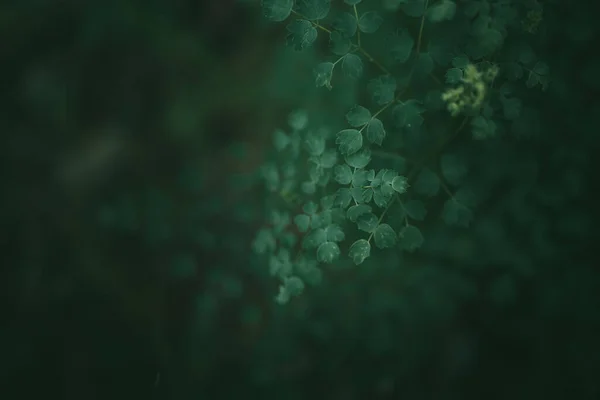 緑の葉のパターンの背景 ライの後の森の背景と壁紙 — ストック写真