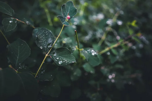 Natural Background Green Leaves Drops Rain Beautiful Leaf Texture Macro — Stock Photo, Image