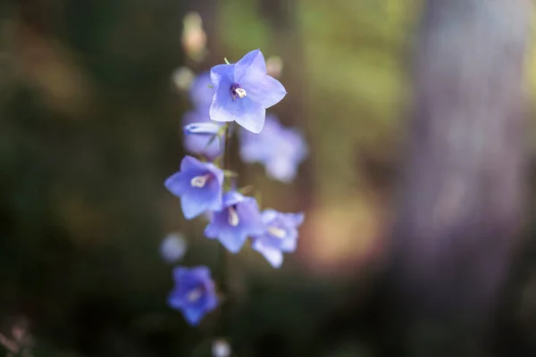 Violet Fleurs Bluebell Poussent Dans Forêt Belle Image Bokeh Fond — Photo