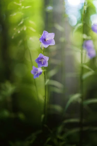 Violet Fleurs Bluebell Poussent Dans Forêt Belle Image Bokeh Fond — Photo