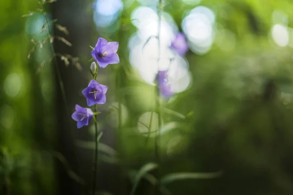 Violet Fleurs Bluebell Poussent Dans Forêt Belle Image Bokeh Fond — Photo