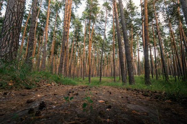 Красивый Сосновый Лес Шишками Дорожке Свежий Воздух — стоковое фото