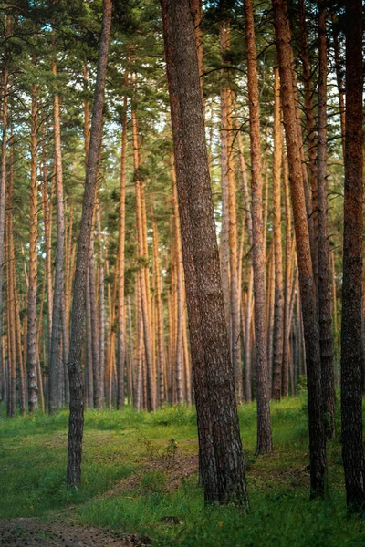 Красивый Сосновый Лес Шишками Дорожке Свежий Воздух — стоковое фото