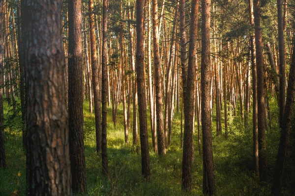 Panorama Hermoso Bosque Pinos Con Conos Camino Aire Fresco —  Fotos de Stock