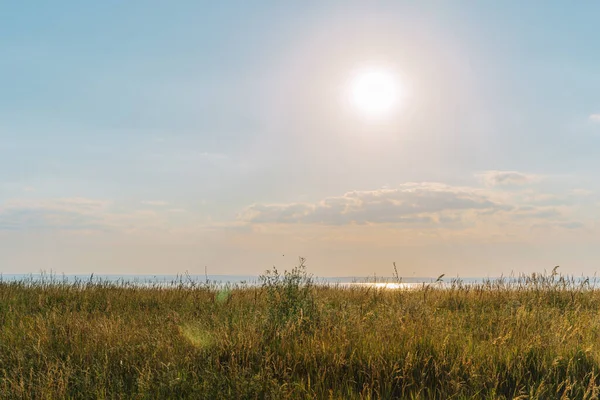 Paisagem Natural Contra Sol Com Flores Silvestres Grama Linha Horizonte — Fotografia de Stock