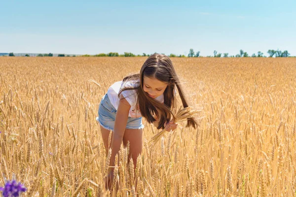 Charming Little Girl Child Denim Shorts Walks Wheat Field Collects — Stock Photo, Image