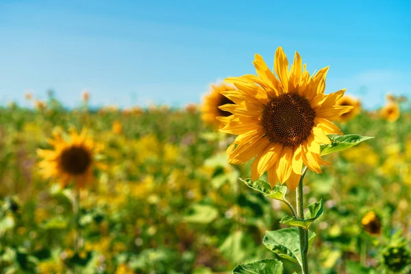 Sunflower Close Field Summer Day Blue Sky — Stock Photo, Image