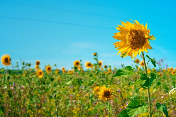 Sunflower Close Field Summer Day Blue Sky — Stock Photo, Image