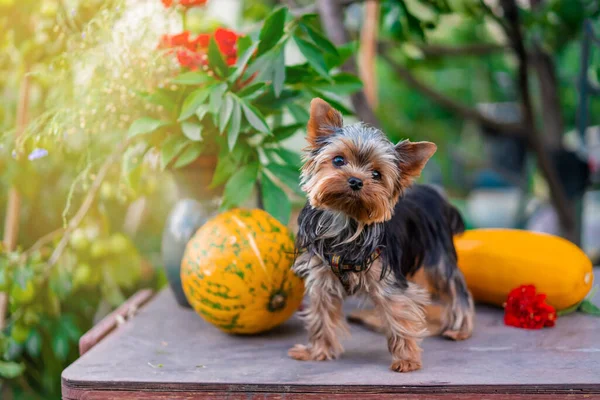 Dog Yorkshire Terrier Breed Stands Background Vegetable Landscape Pumpkin — Stock Photo, Image