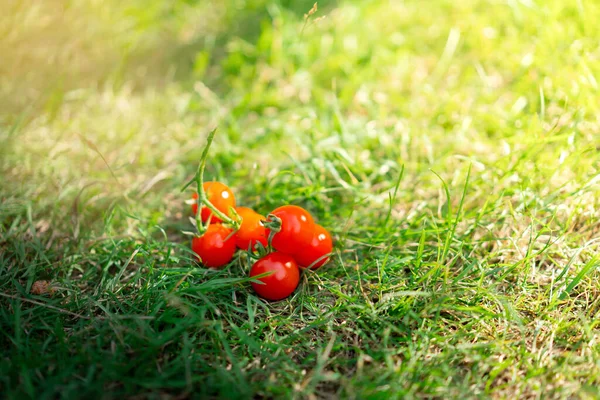 Cherry Tomatoes Grass Sun — Stock Photo, Image