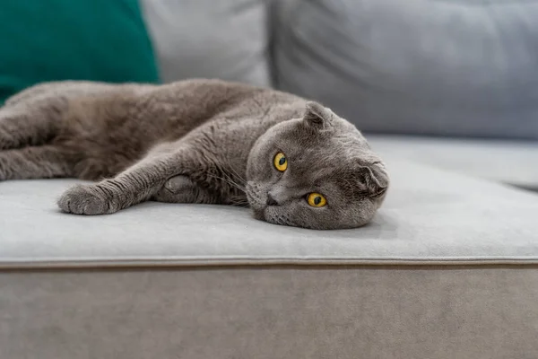 Grande Gato Britânico Cinza Está Deitado Sofá Interior Moderno — Fotografia de Stock