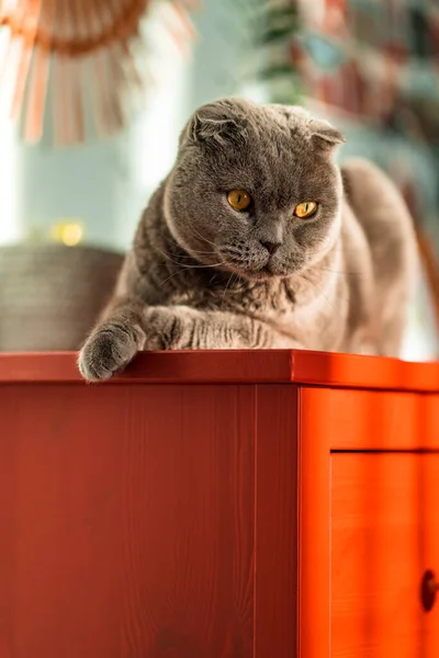 Luxusní Šedá Britská Kočka Sedí Červeném Prádelníku Minimalistický Izolovaný Portrét — Stock fotografie