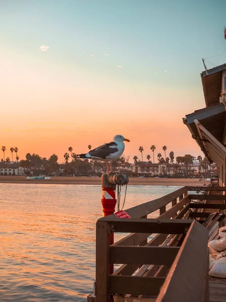 加利福尼亚圣巴巴拉的一个码头上 一只海鸥坐在一根木梁上 — 图库照片