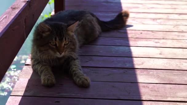 公園内の大きなタビー猫メイン クーンのビデオ 若いかわいい猫は晴れた夏の日に緑の芝生の上を歩く — ストック動画
