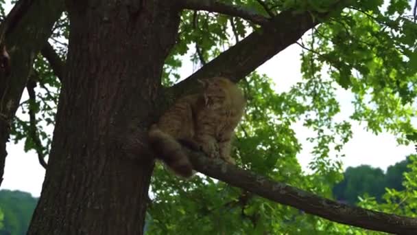 Красивая Пушистая Кошка Сидит Дереве Летом Домашние Большие Кошки Ловят — стоковое видео