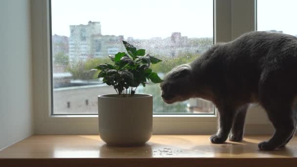 一只苏格兰品种的灰色猫坐在窗台上嗅着一棵绿色的咖啡树 — 图库视频影像