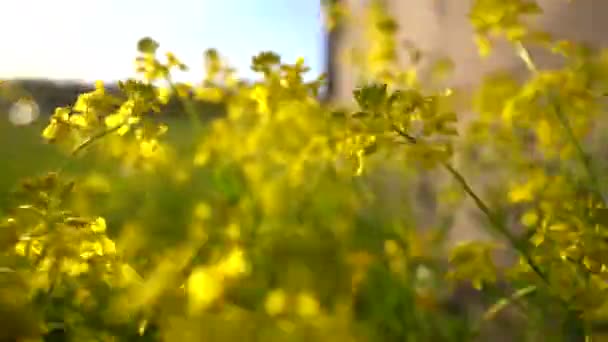 The camera makes its way through the grass with yellow flowers, a rustic plot, focusing alternately on the plants