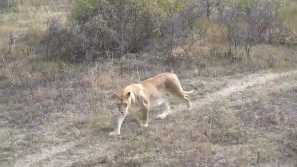 León Hembra Durante Caminar — Vídeo de stock