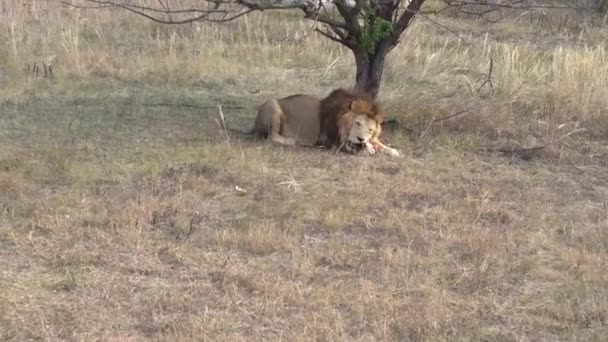 Kraftvolles Löwenmännchen Während Seiner Erholungsphase — Stockvideo