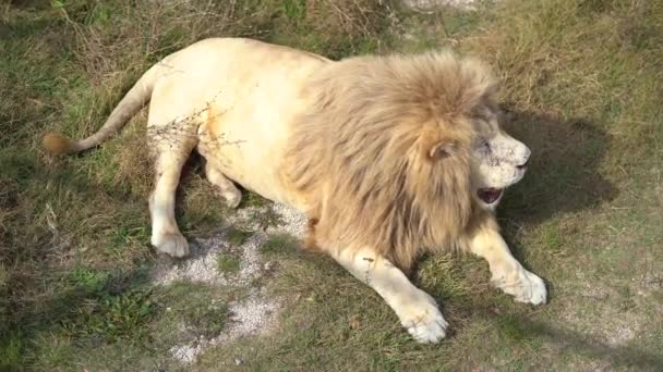 Weißes Löwenmännchen Liegt Schielend Vor Der Sonne Atmet Mit Offenem — Stockvideo