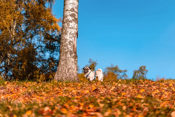 Een Hond Loopt Het Najaarspark Langs Gele Bladeren Tegen Achtergrond — Stockfoto