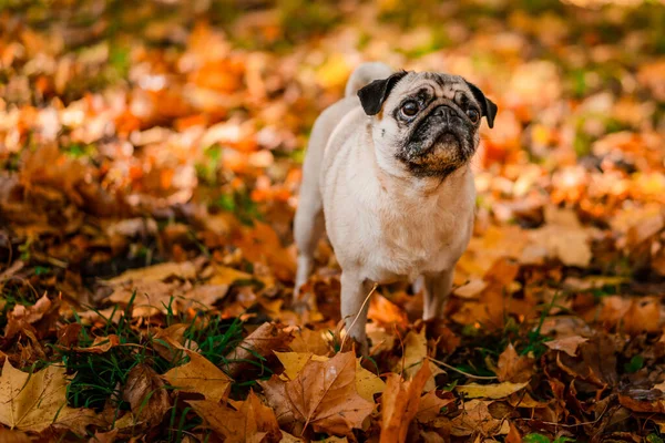A pug dog walks in the autumn park along the yellow leaves against the background of trees and autumn forest, copy space